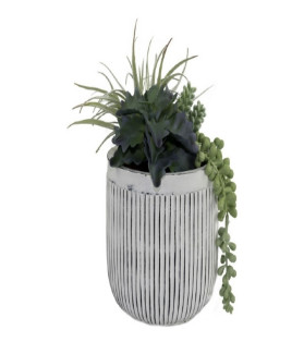 Succulent in Stripped Pot 24cm