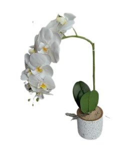 White Orchid in White Flecked Pot 42cm