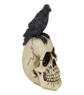 Raven Sitting on Skull