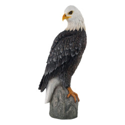 38cm Bald Eagle on Rock