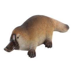 30x11cm Platypus